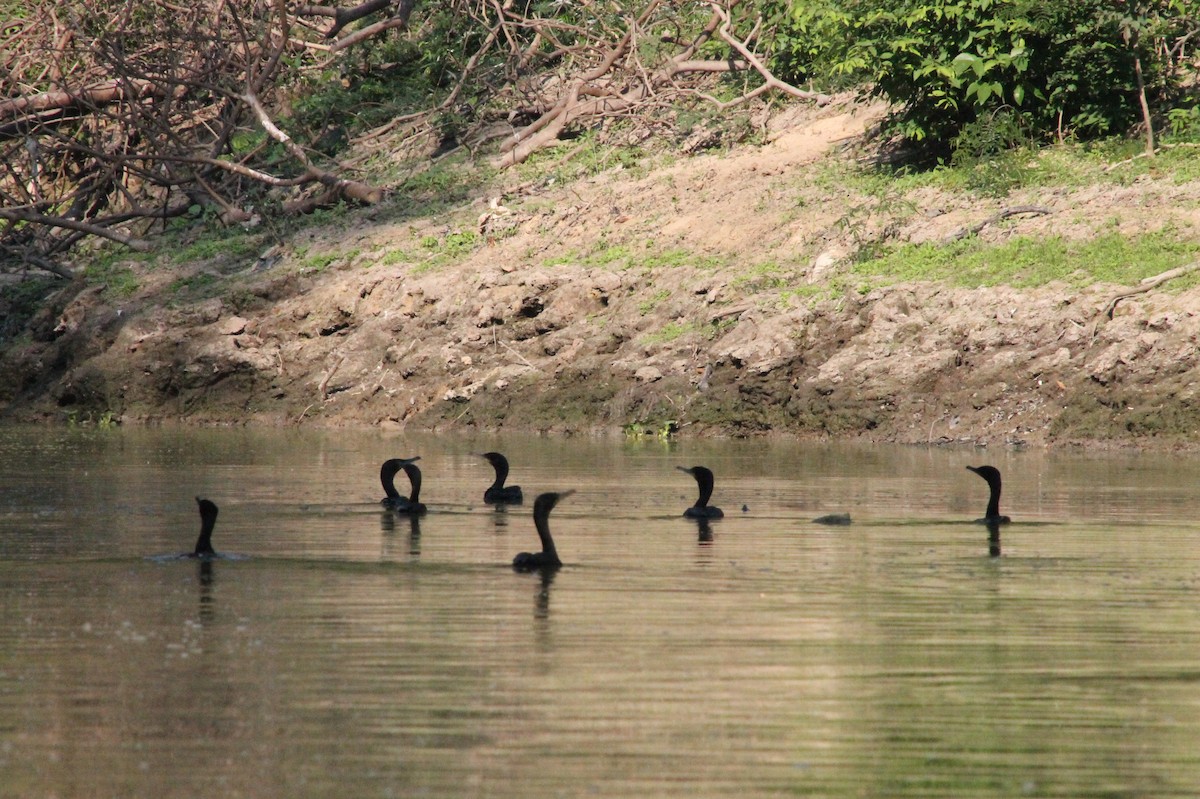 Neotropic Cormorant - ML364228871