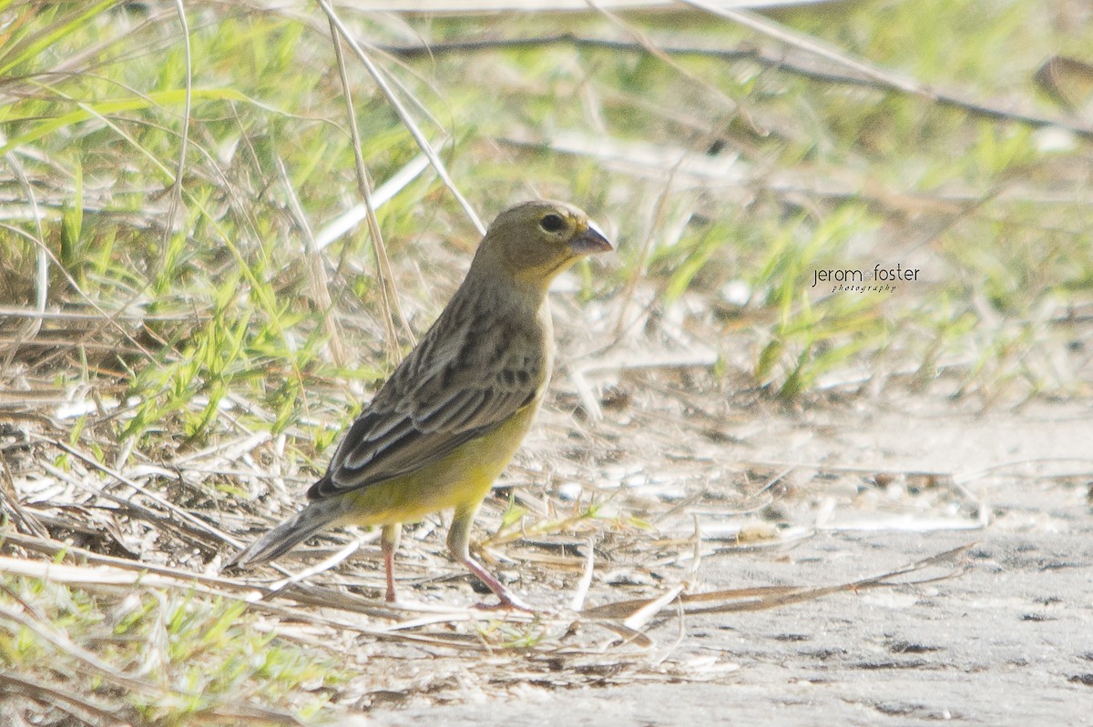 Grassland Yellow-Finch - ML36422921