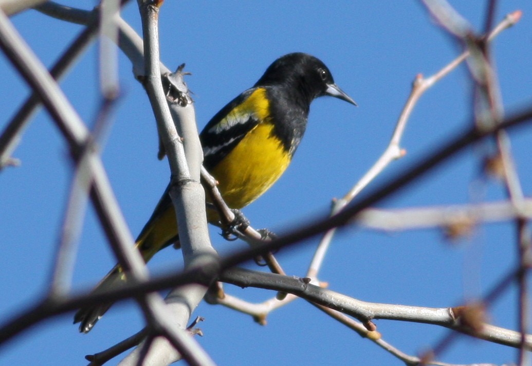 Scott's Oriole - ML364229321