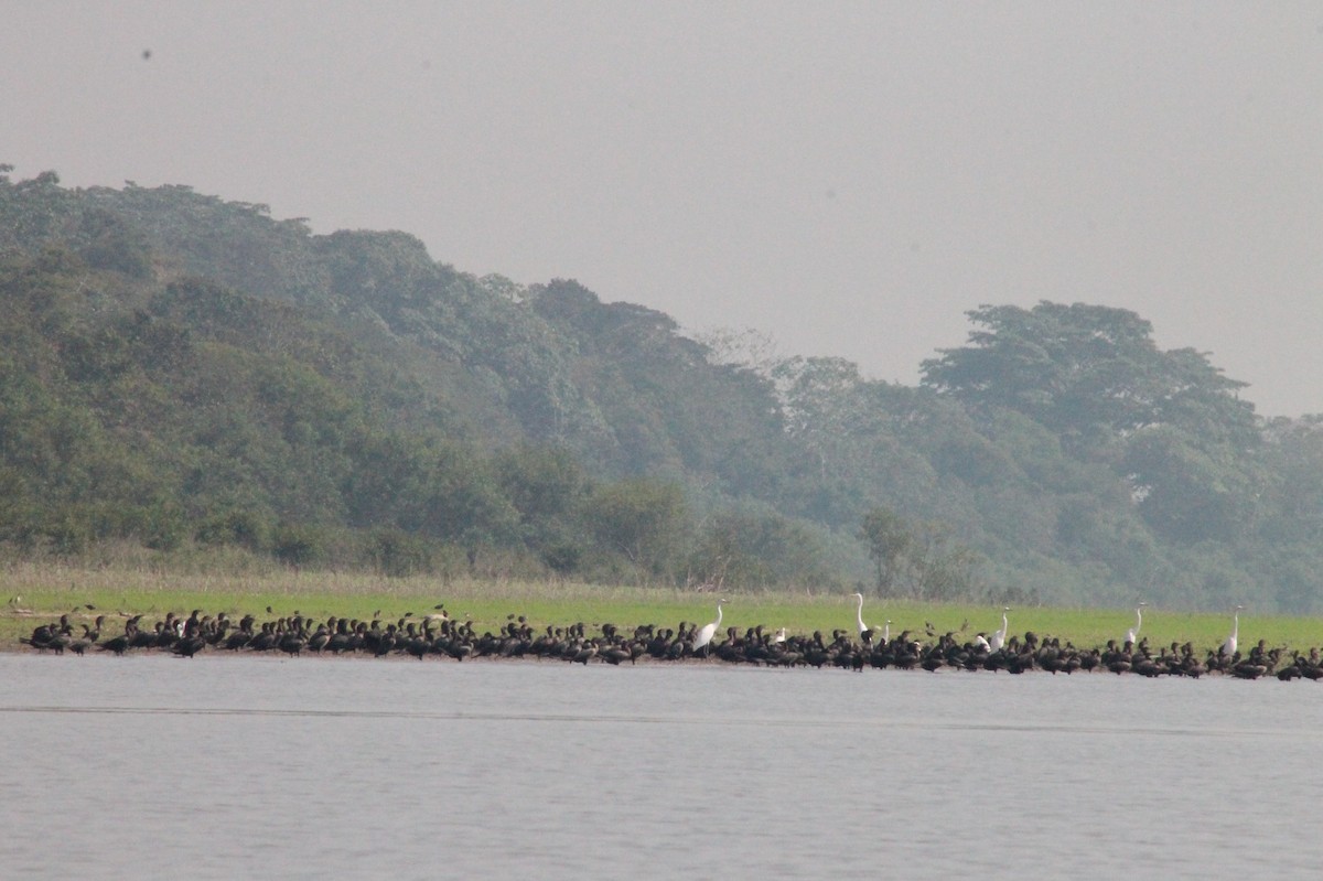 Neotropic Cormorant - ML364229431