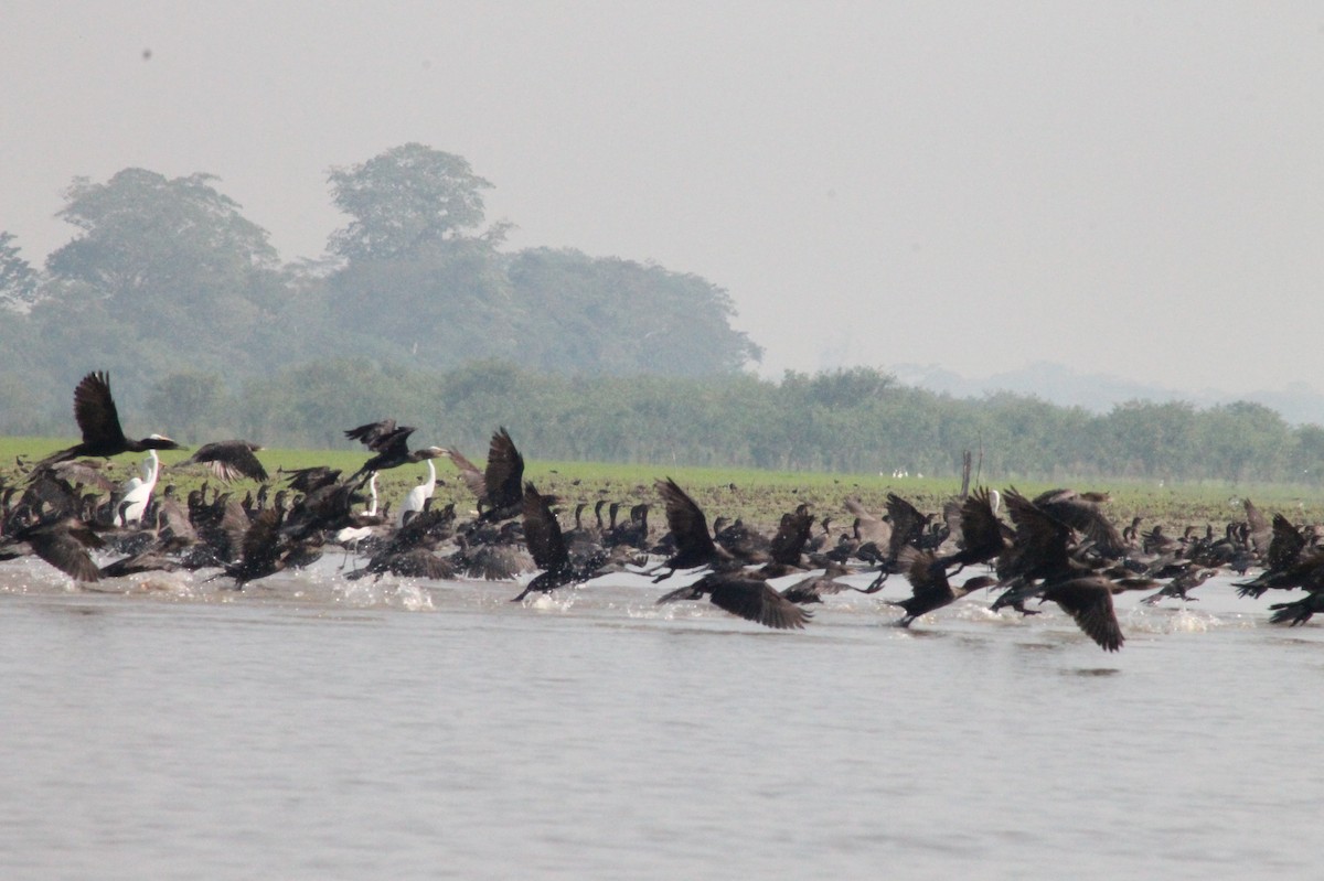 Neotropic Cormorant - ML364229441