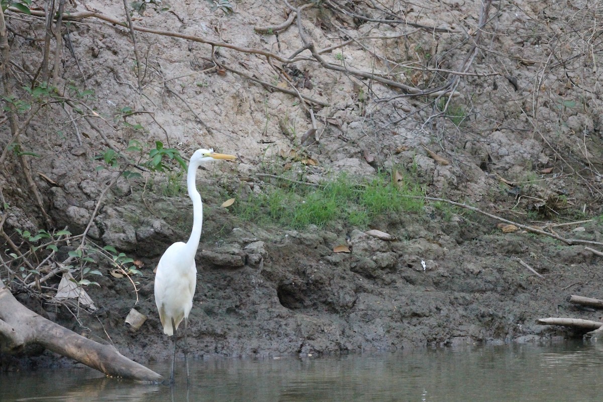 Great Egret - ML364229521