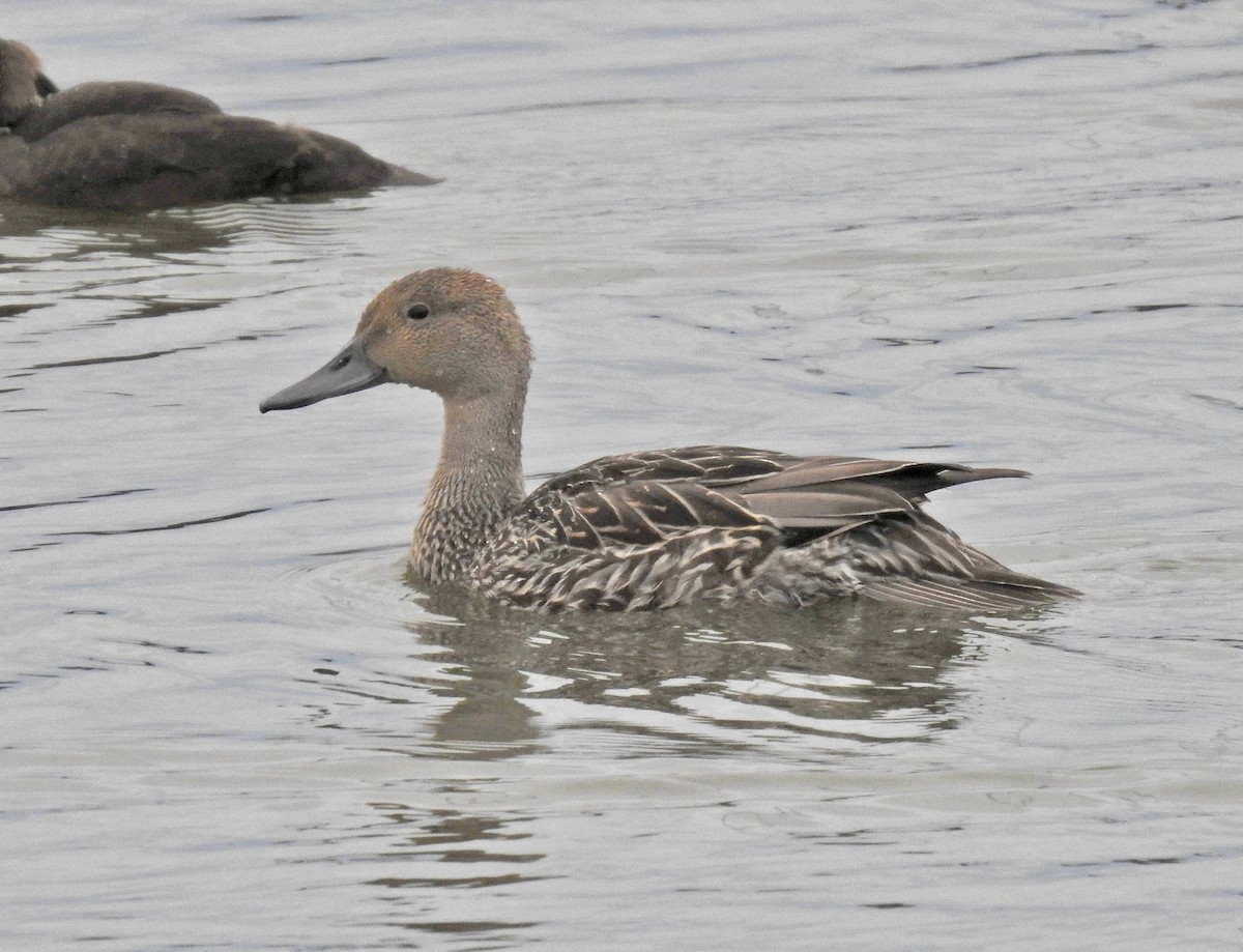 Northern Pintail - ML364230871