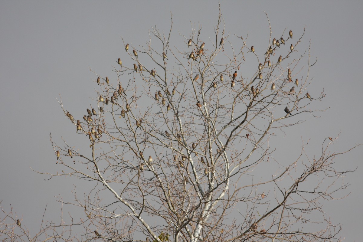 Cedar Waxwing - ML364230901