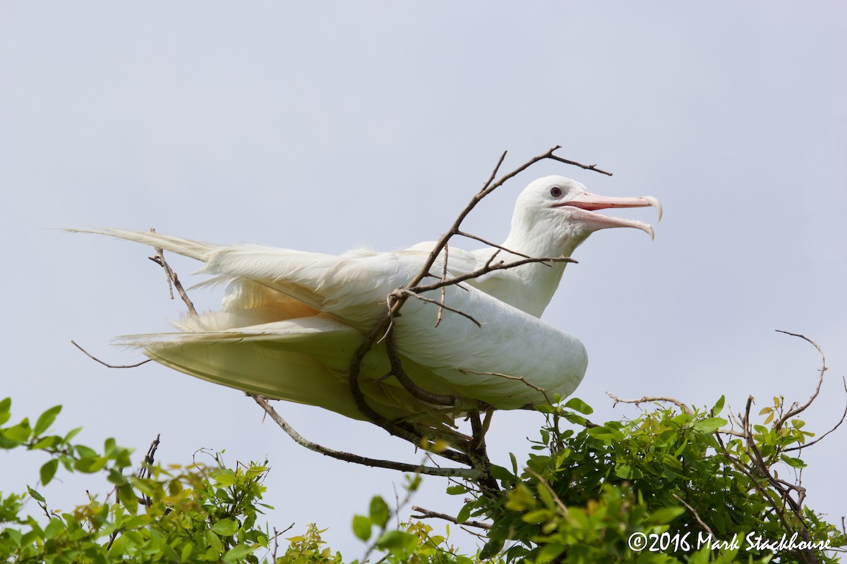 Magnificent Frigatebird - ML36423391