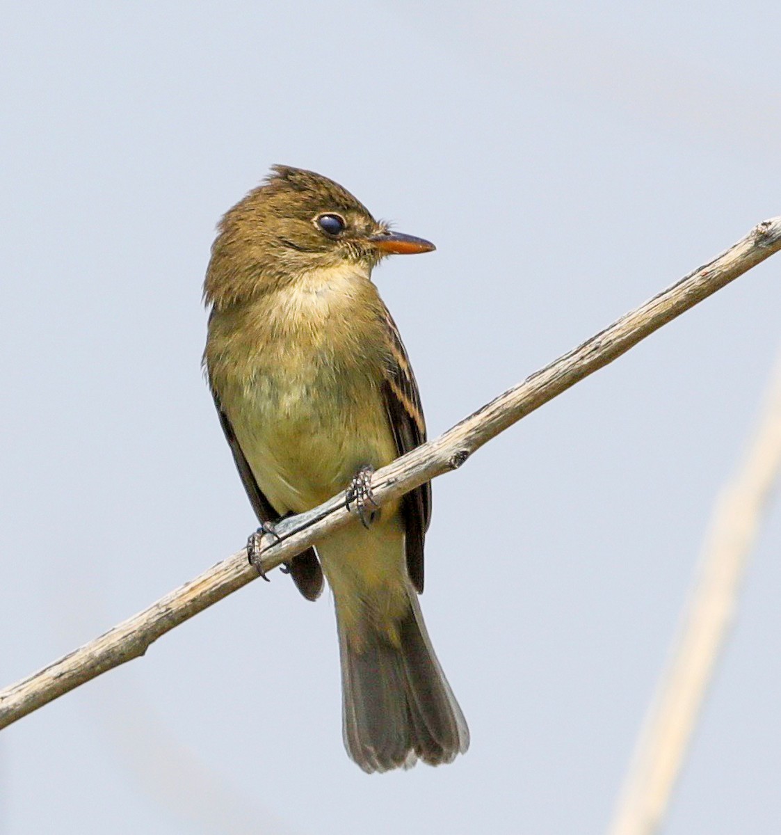 Willow Flycatcher - ML364235571