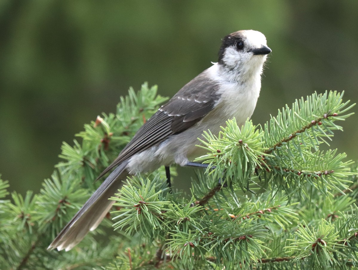 Canada Jay - ML364236031