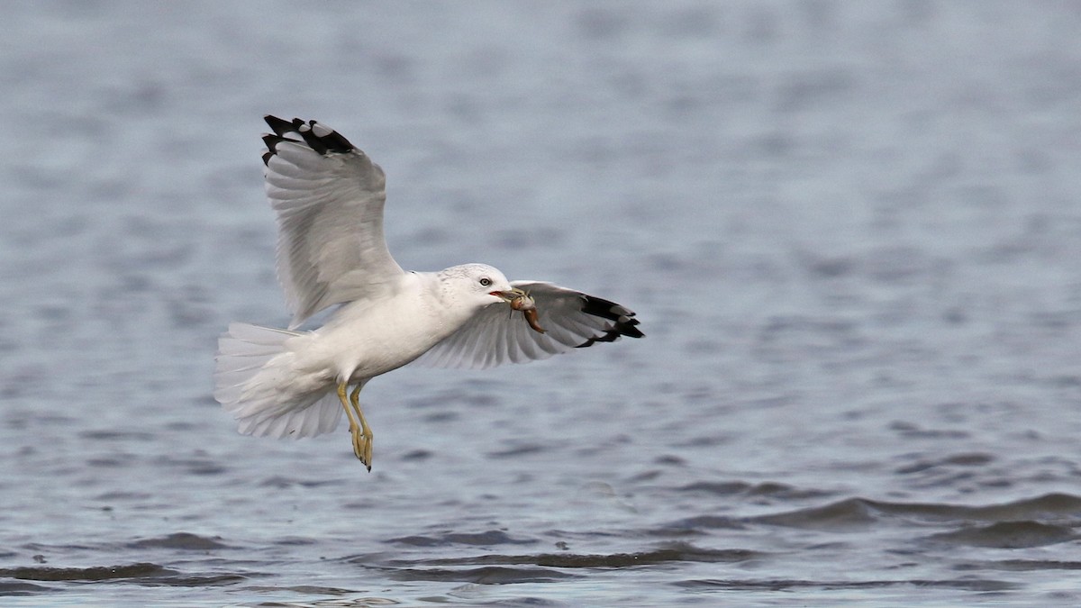 Ring-billed Gull - ML36423681