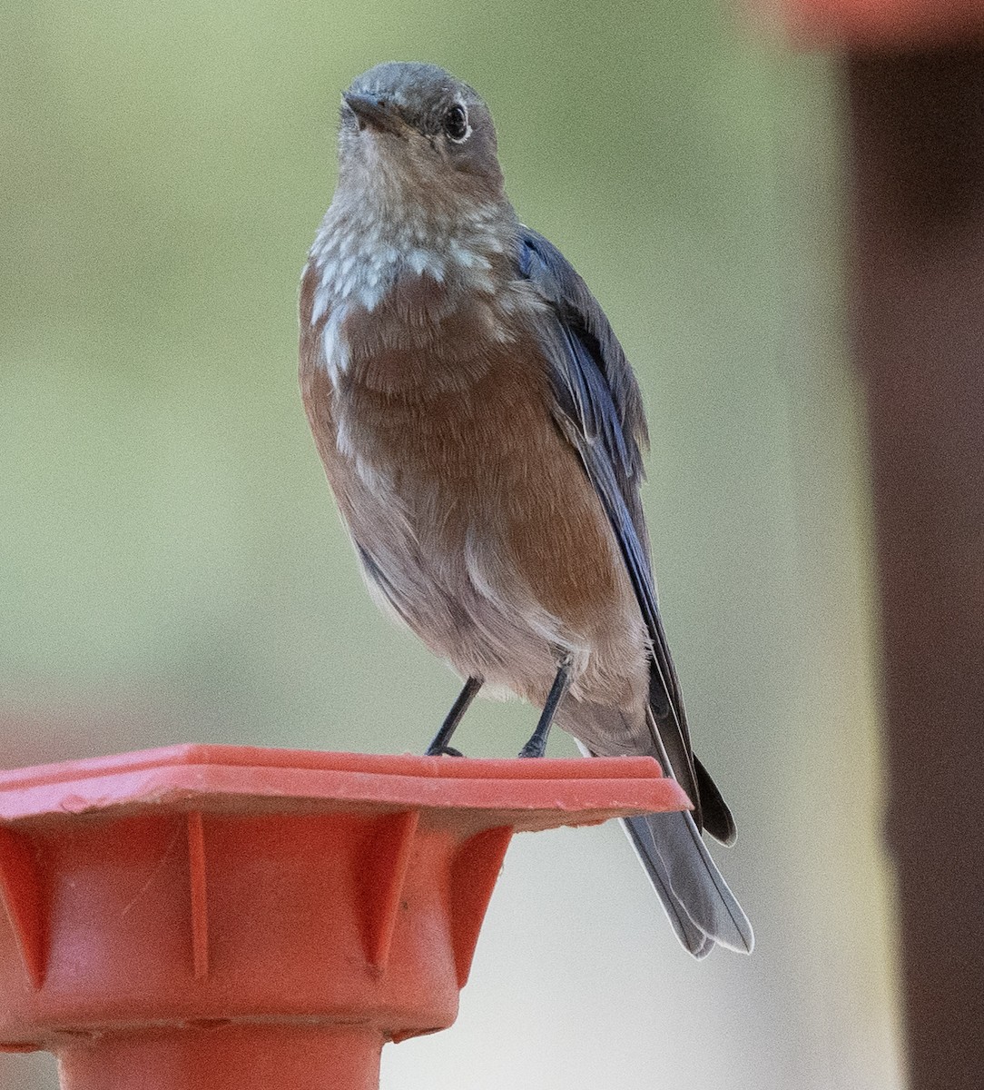 Western Bluebird - ML364239151