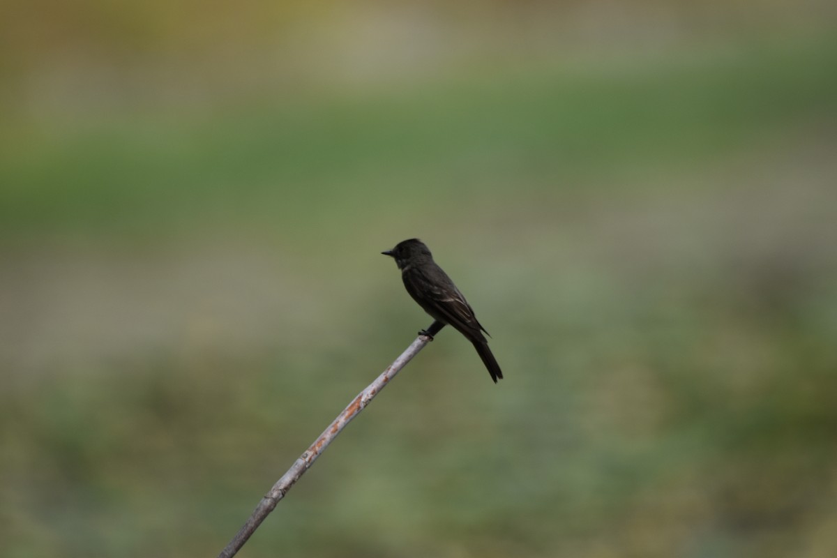 Western Wood-Pewee - ML364239821