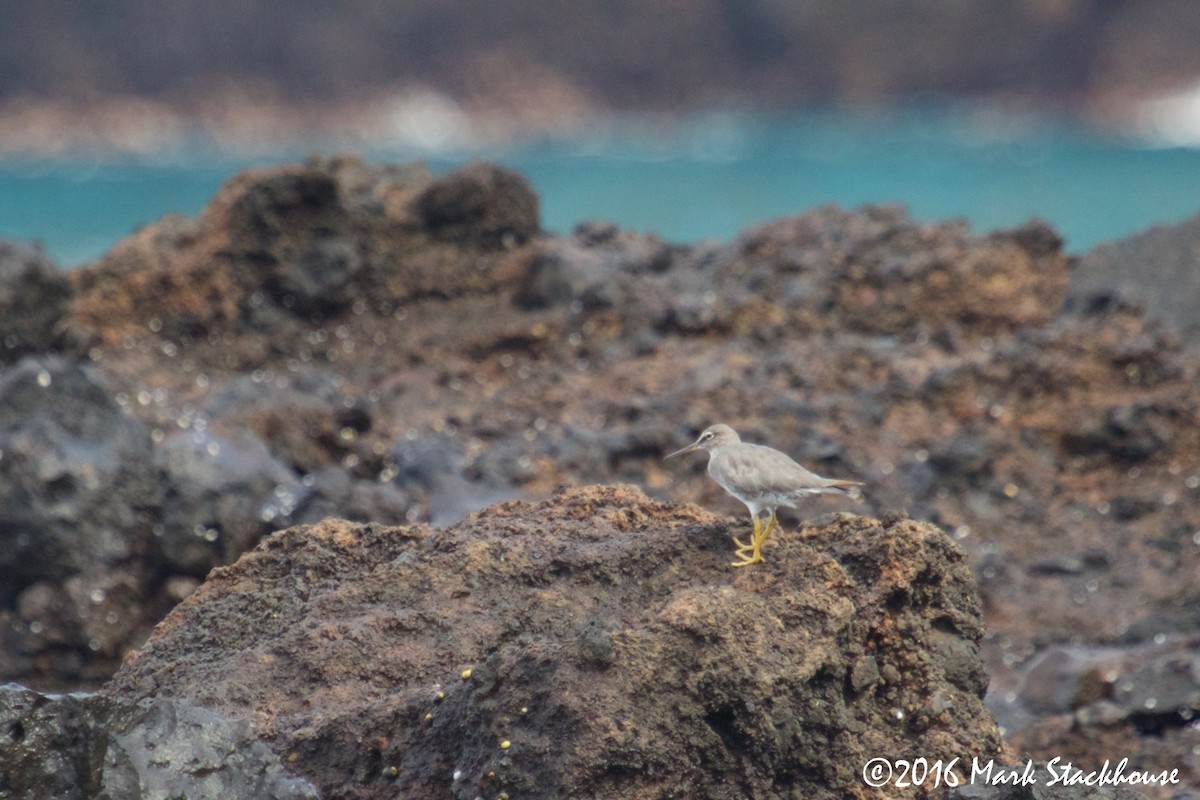 Wandering Tattler - ML36424001