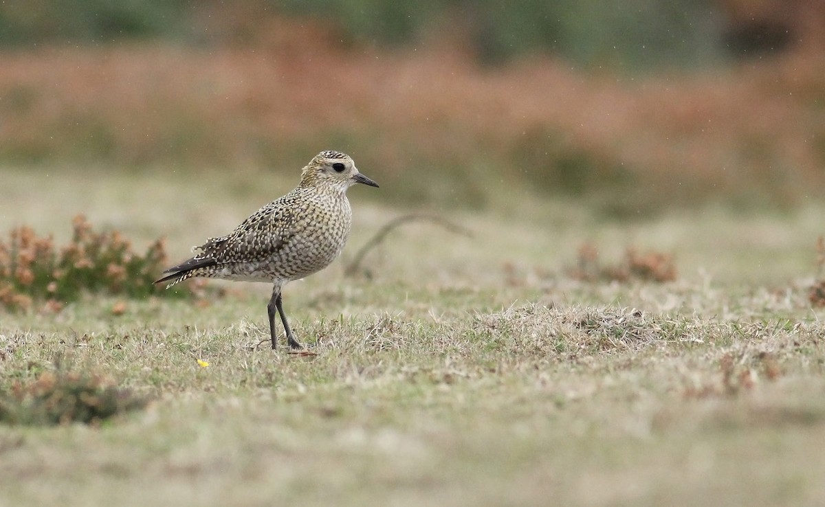 European Golden-Plover - Adrien Mauss