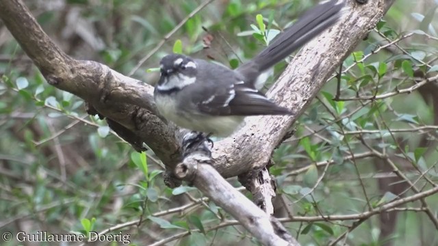 Gray Fantail - ML364242921