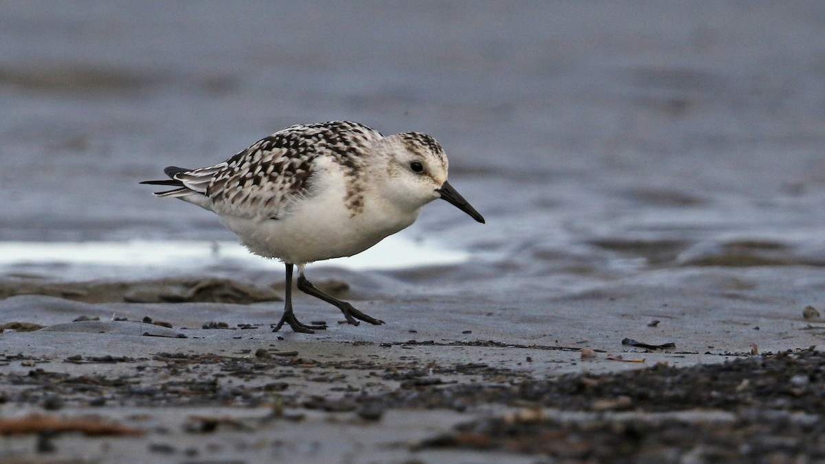 Sanderling - ML36424391