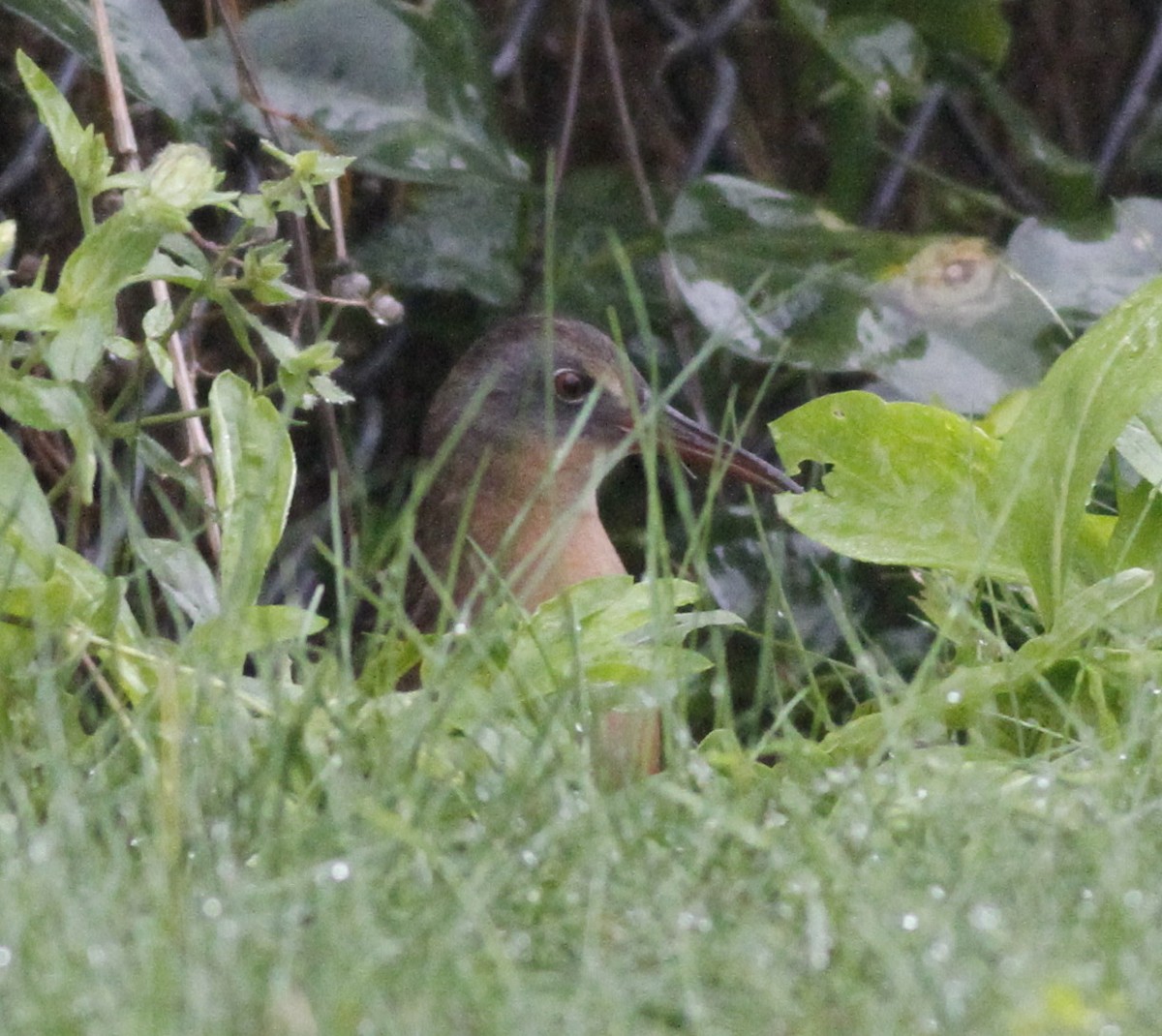 Virginia Rail - ML36424441