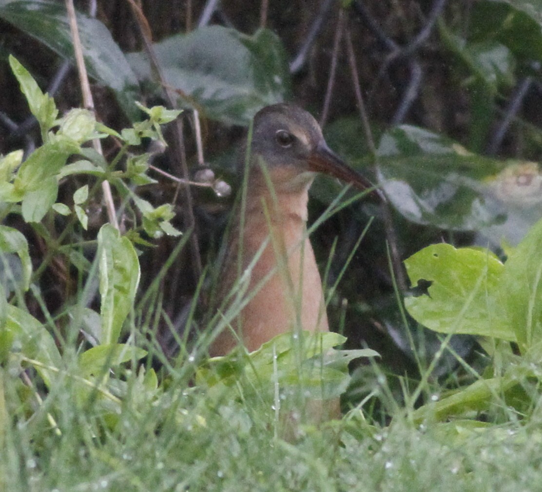 Virginia Rail - ML36424451