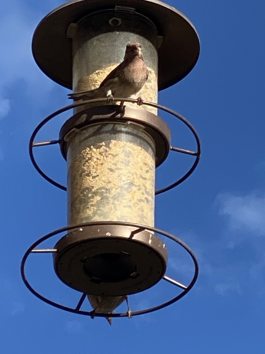 Cassin's Finch - ML364245351