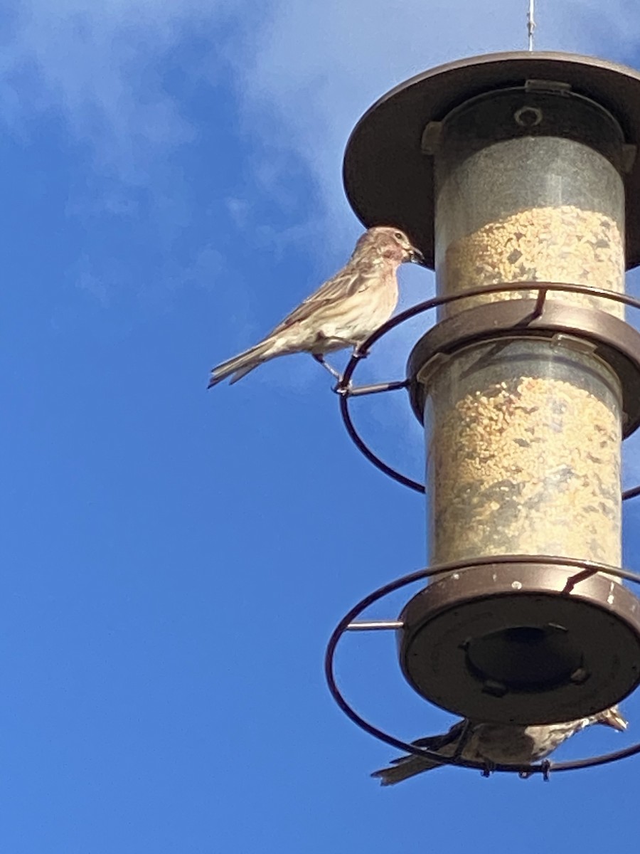 Cassin's Finch - ML364245391