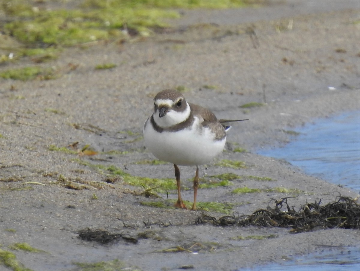 Semipalmated Plover - ML364245551