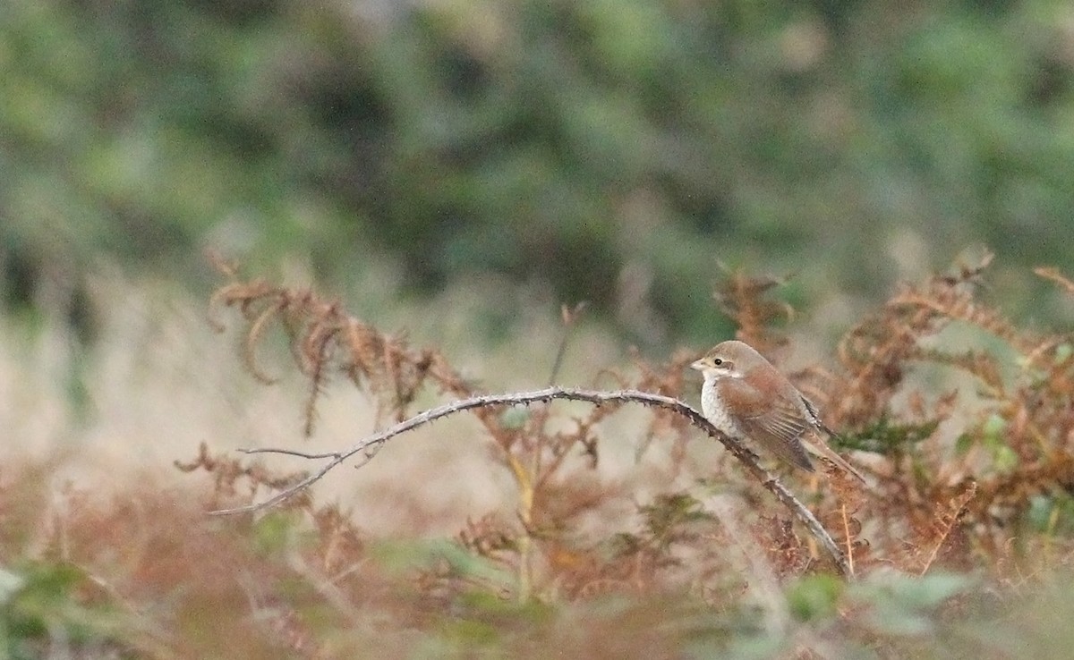 Red-backed Shrike - ML36424581