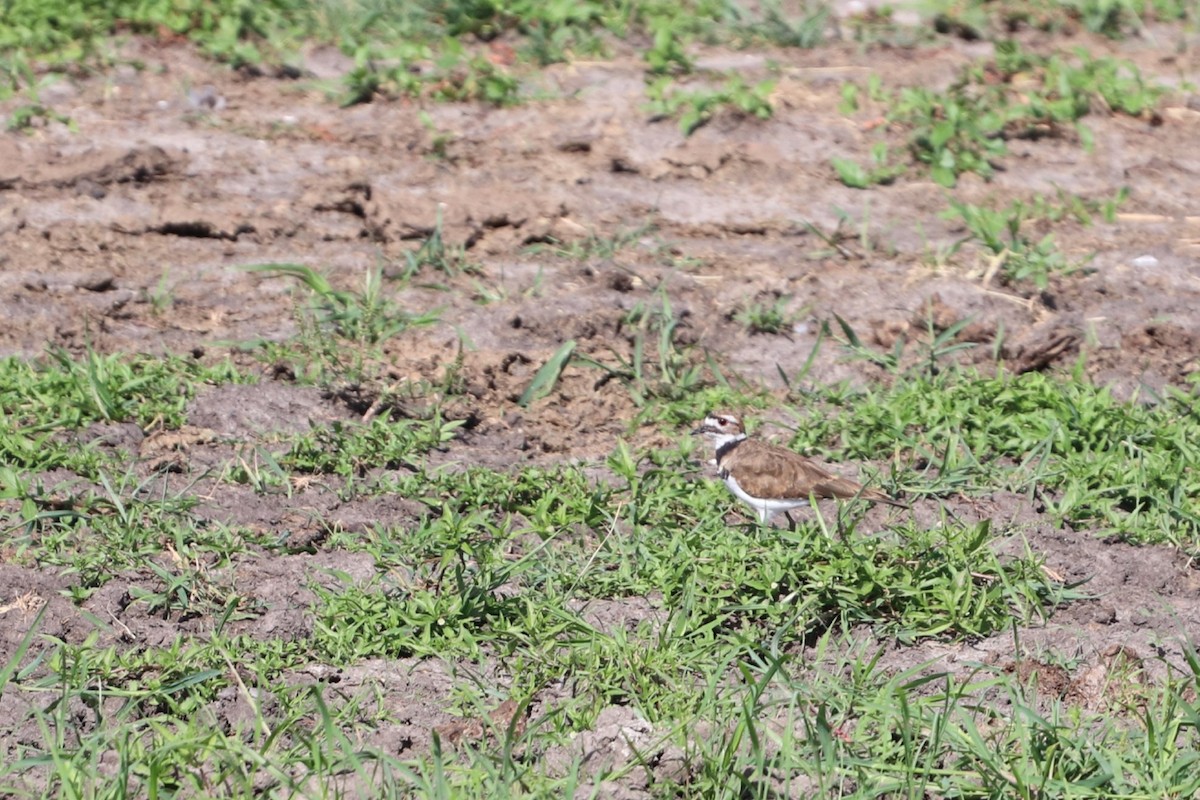 Killdeer - ML364247421