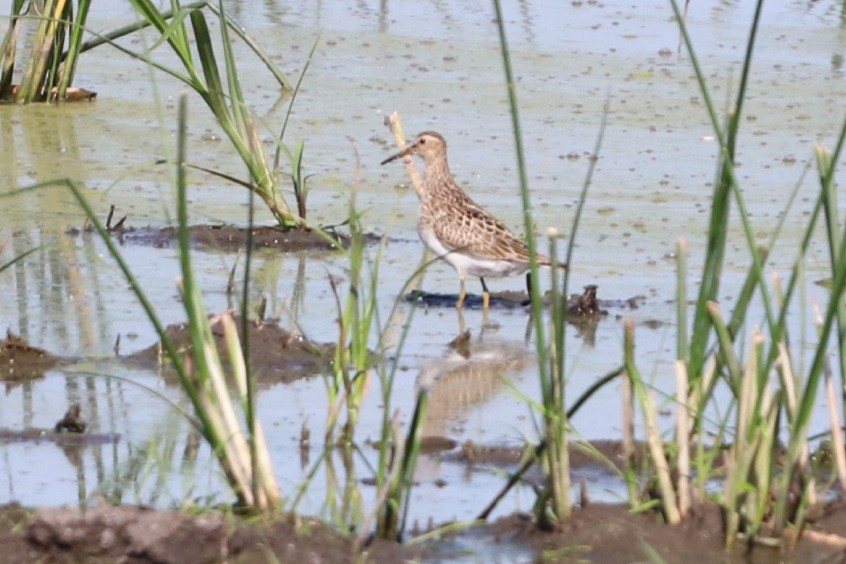 Bécasseau à poitrine cendrée - ML364247571