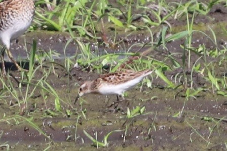 Least Sandpiper - ML364247651