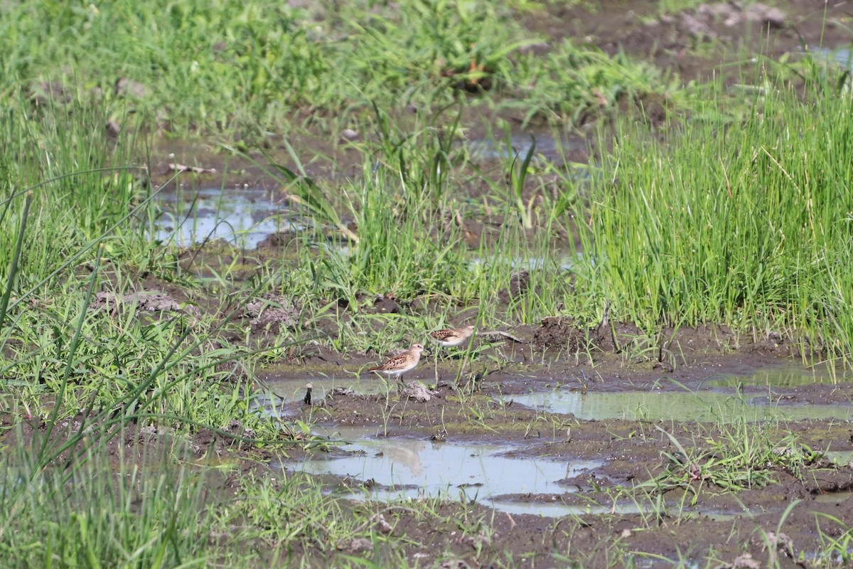 Least Sandpiper - ML364247671