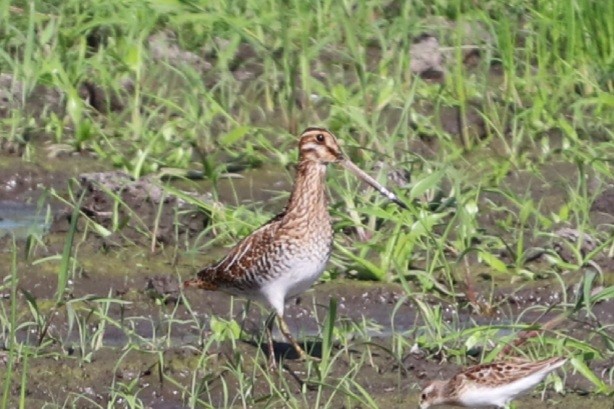 Wilson's Snipe - ML364247721