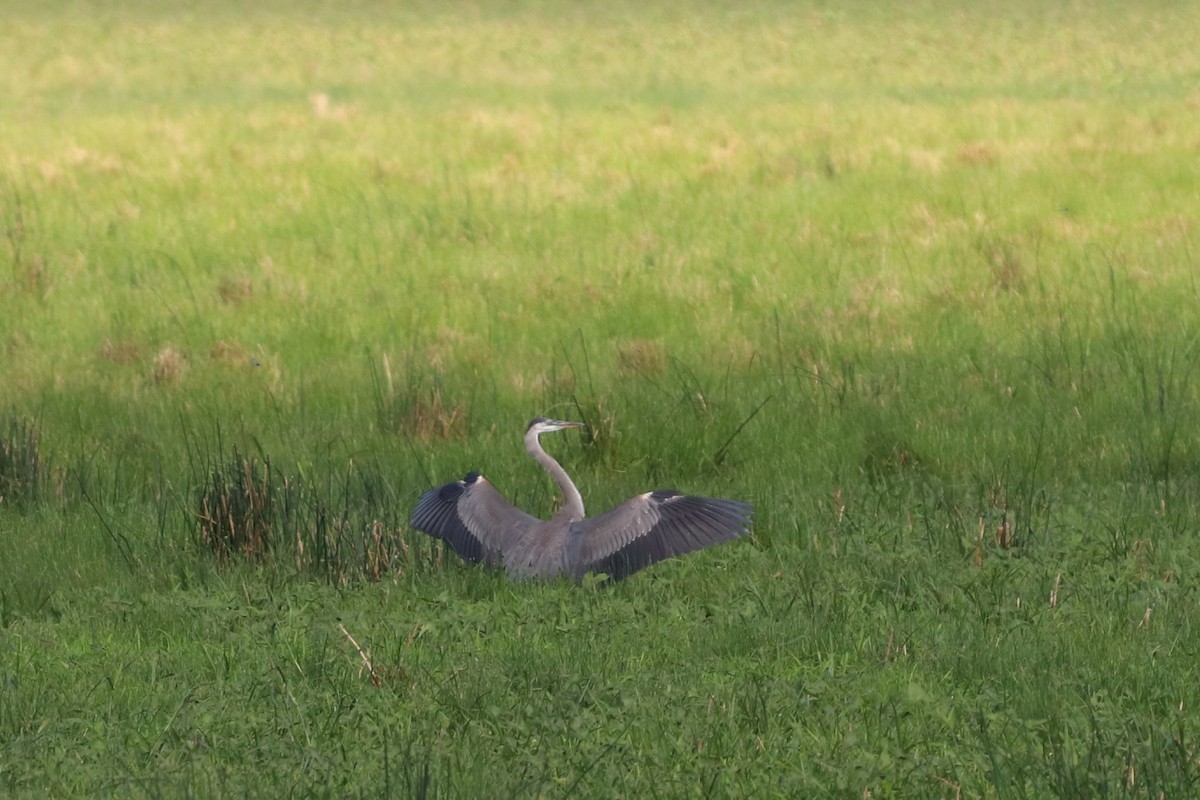 Great Blue Heron - ML364247731