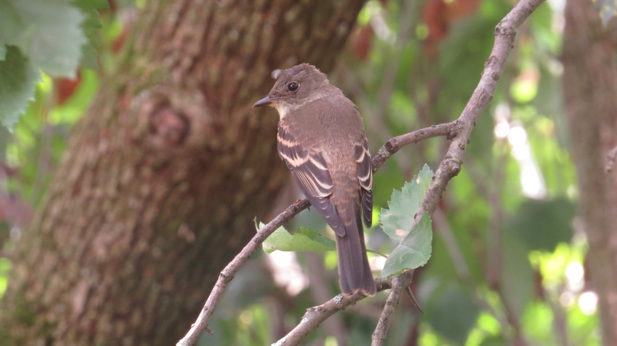 Eastern Wood-Pewee - ML364248291