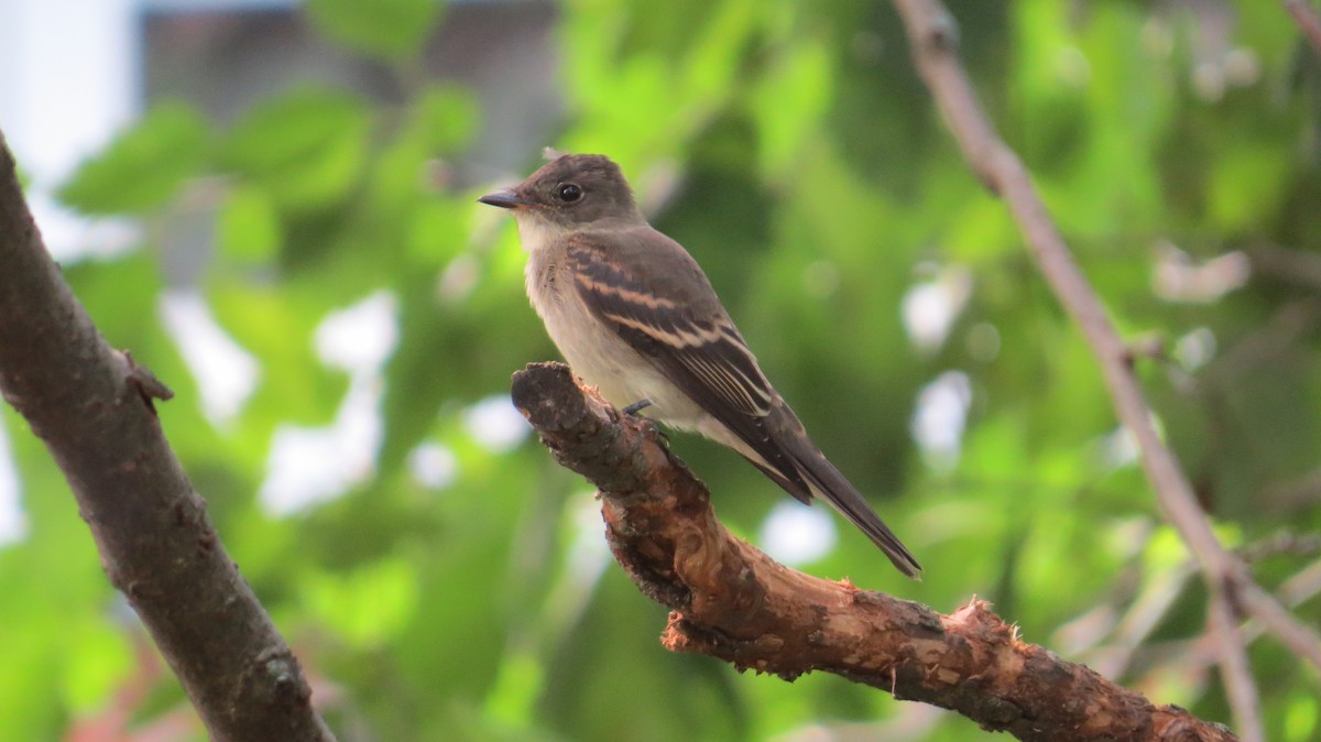 Eastern Wood-Pewee - ML364248301