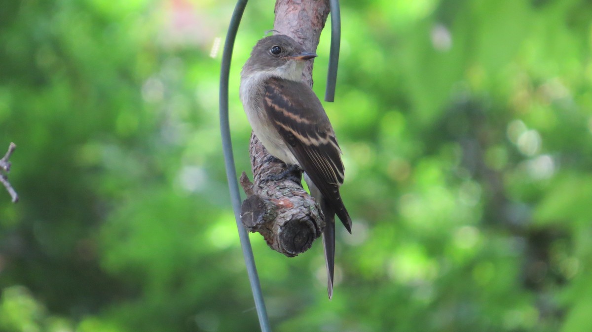 Eastern Wood-Pewee - ML364248321