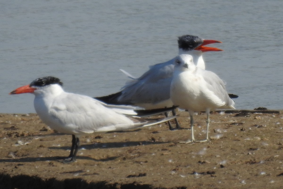 Caspian Tern - ML364249791