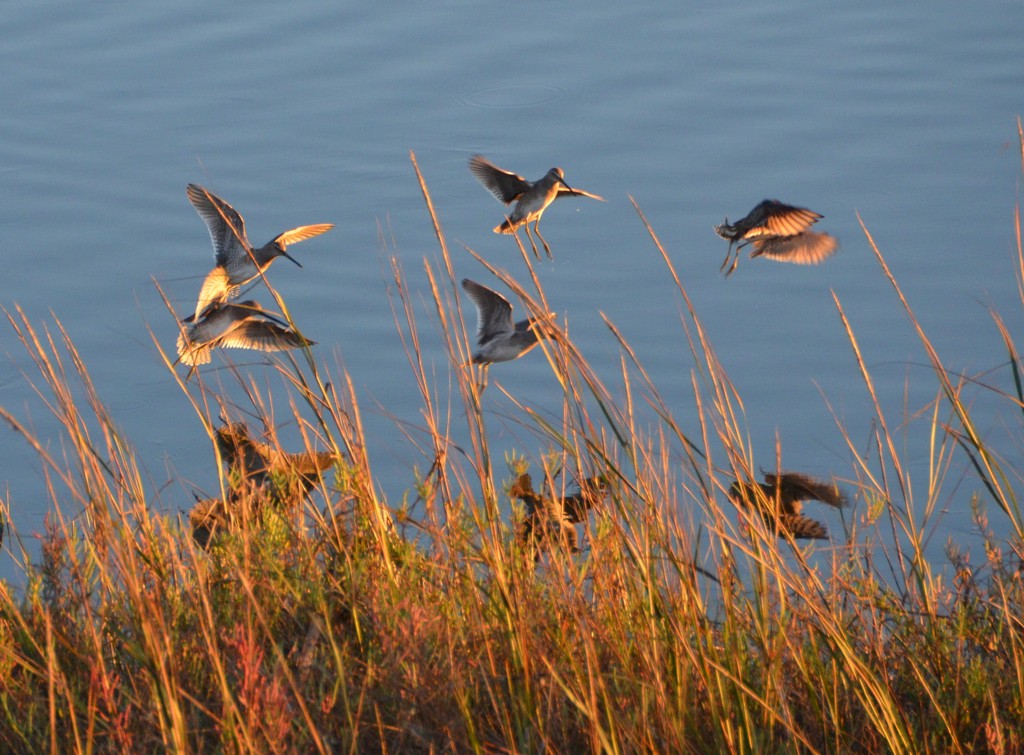 Long-billed Dowitcher - Team Sidhu-White