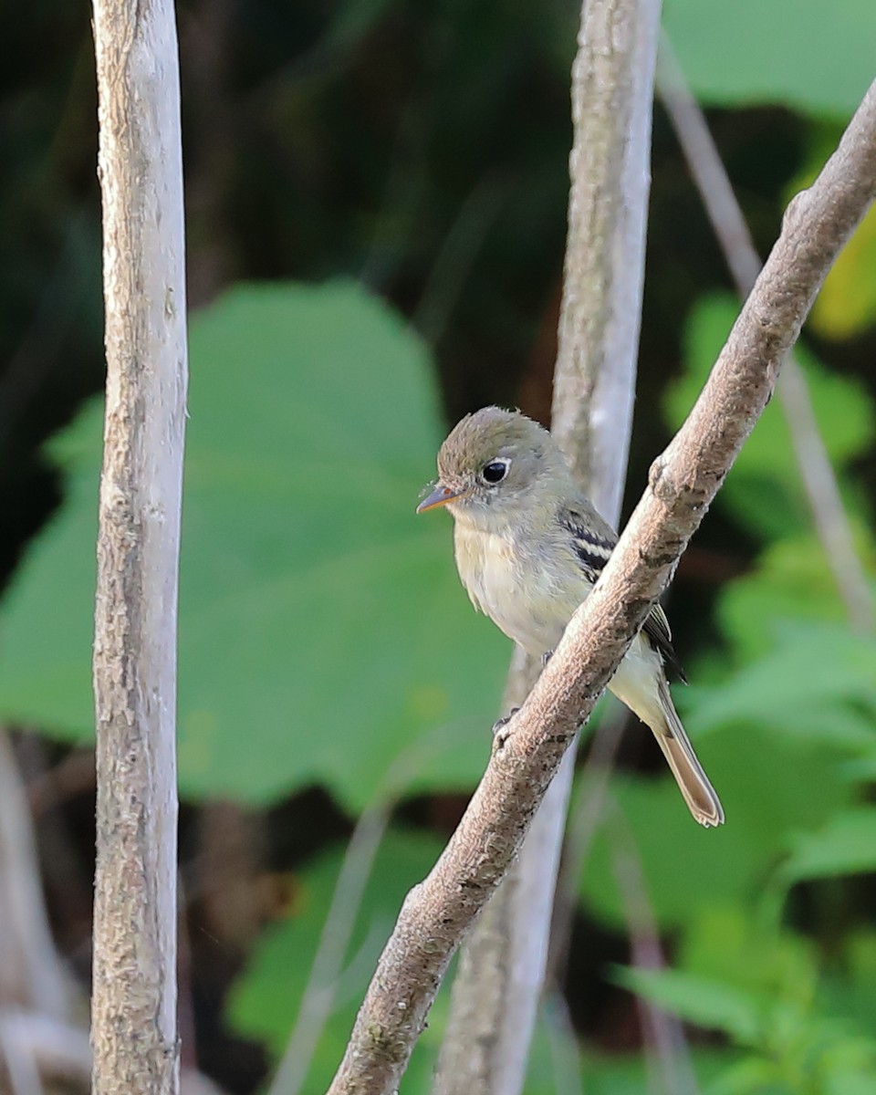 Least Flycatcher - ML364250651