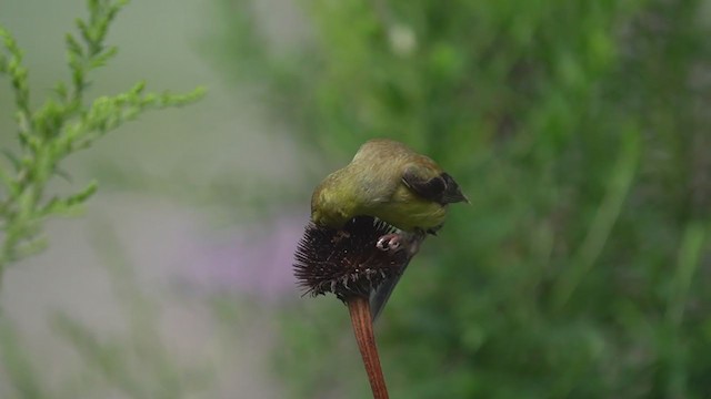 American Goldfinch - ML364250771