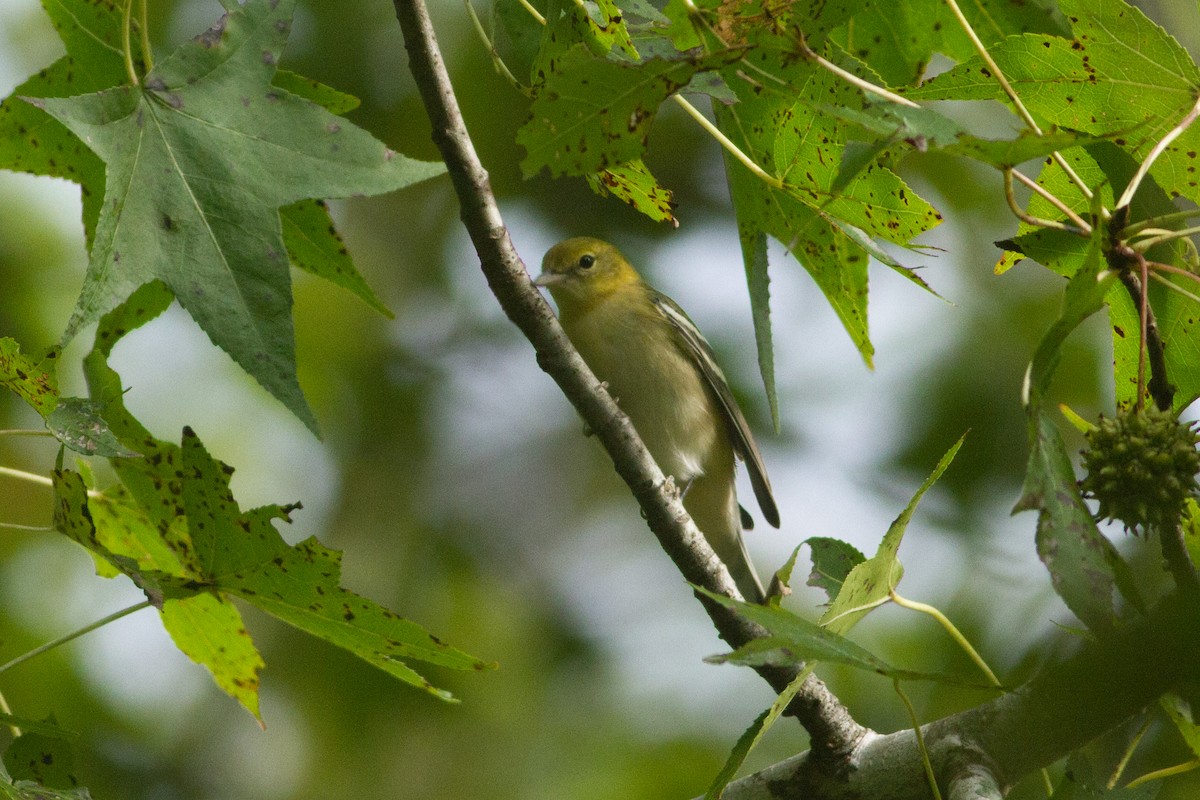 Bay-breasted Warbler - ML36425181