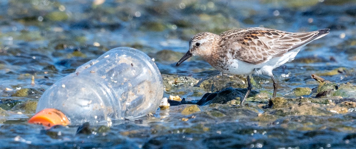 Red-necked Stint - Michael  Hingerty