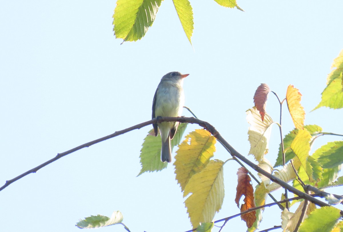 Least Flycatcher - ML364253071