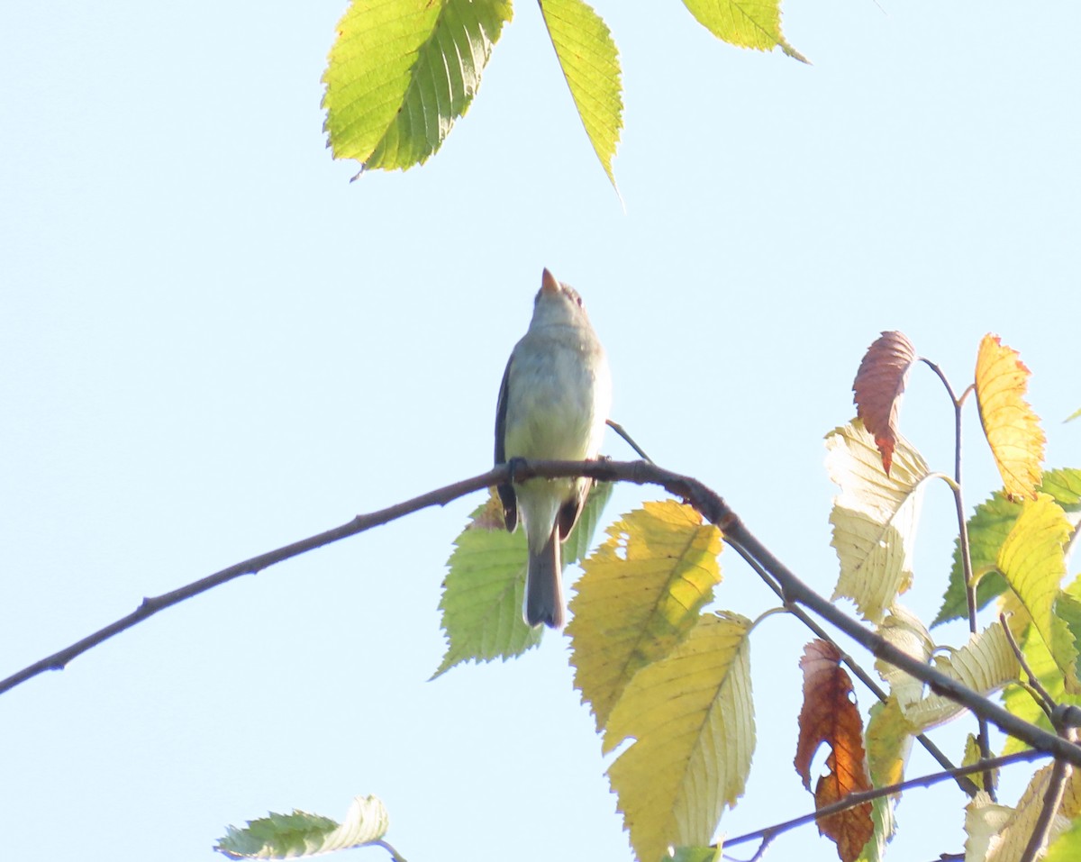 Least Flycatcher - ML364253091