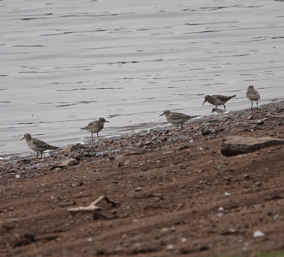 Baird's Sandpiper - ML364255191