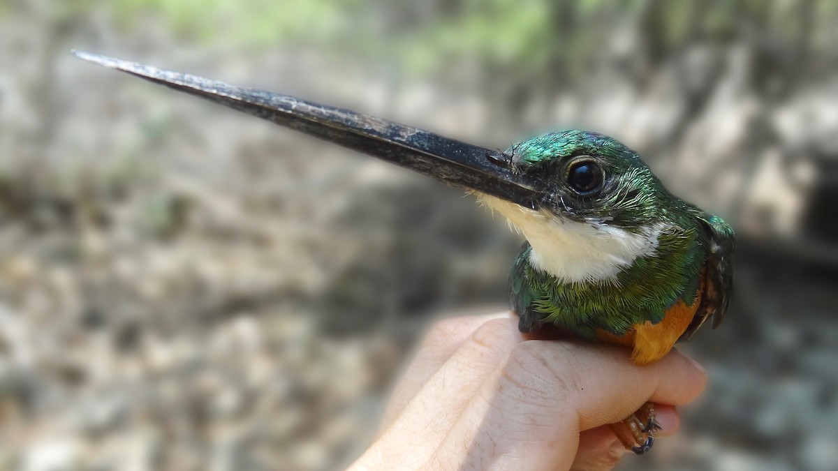 Rufous-tailed Jacamar - ML364256221