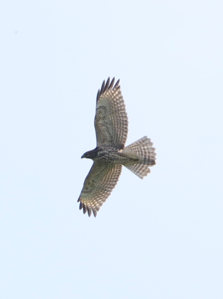 Red-shouldered Hawk - ML364257561