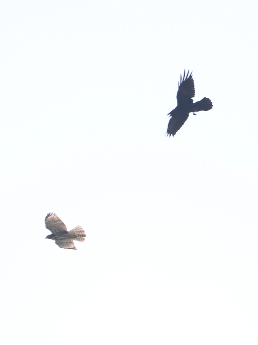 Red-shouldered Hawk - ML364257571