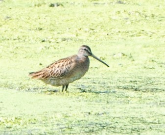 Short-billed Dowitcher - Jian Mei