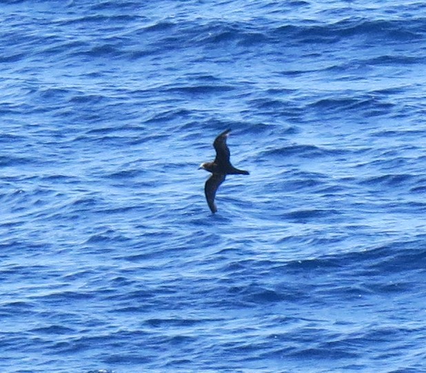 Great-winged/Gray-faced Petrel - ML364258401
