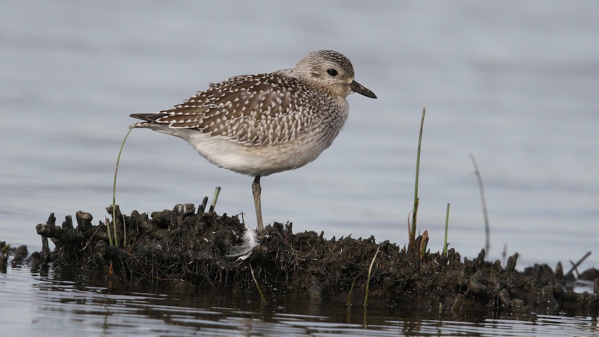 Black-bellied Plover - ML36425871