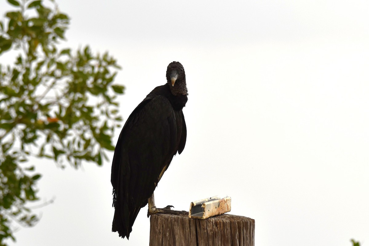 Black Vulture - ML364259401
