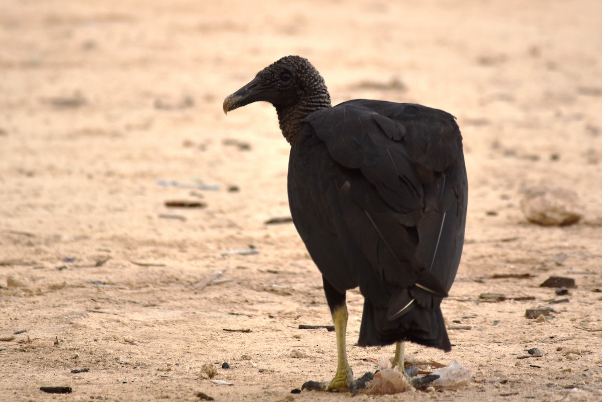 Black Vulture - ML364259411